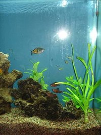 Natural-style fish tank