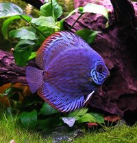 Discus fish