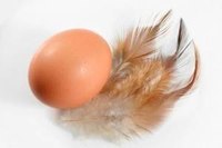 Foods Containing Protein