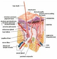 What Are the Functions of the Skin Pore?