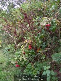Rose Hips