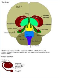 What Effect Does a Thalamic Stroke Have on the Brain?