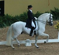It takes years to produce a horse like this.