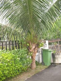 Plant Dwarf Coconut Trees