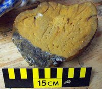 Sea Sponges Facts