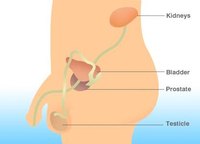 Prostate