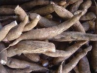Cook Yucca Root