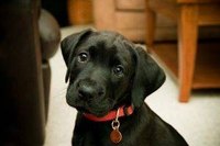 When to Breed Labradors