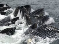The Best Time for Whale Watching in Alaska