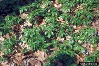 Pachysandra in underplanting setting