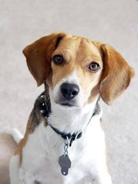 Symptoms of an Enlarged Thyroid in Dogs