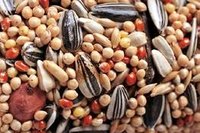 Make Homemade Bird Seed Treats?