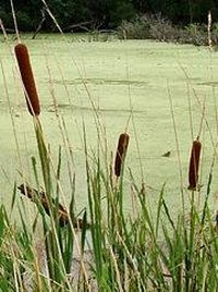 Life Cycle of a Cattail