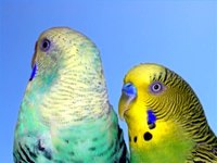 Symptoms of Liver Disease in Parakeets