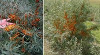 Sea Buckthorn Oil Health Benefits