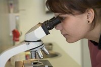 About Leptin