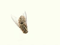 Stop Flies Entering your House