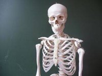 How Many Bones Are in the Human Body?