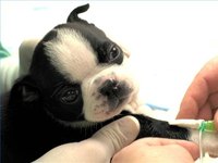 Make Pets and Owners Feel More Comfortable