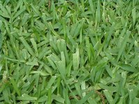 Kill Bermuda Grass in St Augustine Grass