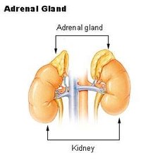Symptoms of Adrenal Gland Deficiency