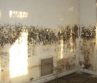 Health Side Effects of Black Mold