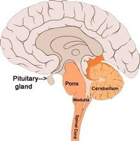 Removal of a Pituitary Tumor