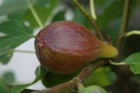 Mature Fig Tree Fruit