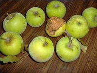 Life Cycle of an Apple Tree
