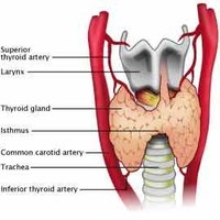 What Happens When You Remove the Thyroid?