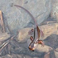 The Newt Life Cycle