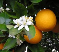 Cure Orange Tree Diseases