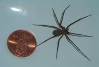 Brown Recluse Spider Compared to a U.S. Penny