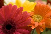Gerbera Daisies
