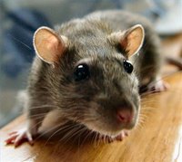 Rat