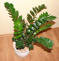 The eternity plant is also known as the ZZ plant, for its Latin name, zamioculcas zamiflora.