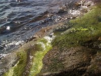 How Does Elodea Reproduce?