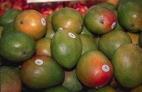 Graft a Mango Tree