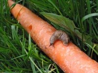 Preventing slugs and other pests from devouring vegetables is easy with homemade organic insecticide.