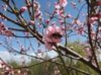 Peach blossoms