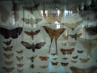 Do Moths Eat Cotton Clothes?