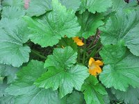 Flowering Zucchini Squash Plants