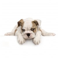 When Should a Puppy Stop Biting?
