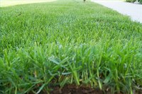A lush lawn always includes some thatch.