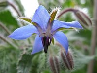 Borage Oil for Hair Growth