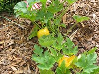 The Life Cycle of a Squash Plant