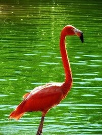 A pink flamingo costume for Halloween offers a unique costume for people.