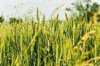 How Long Does It Take to Grow Wheat?