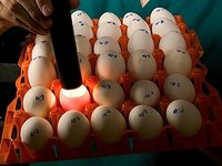 Stages in Chick Embryo Development