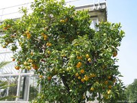 Orange tree with fruit
